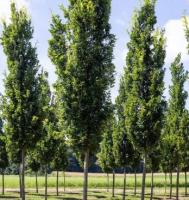 Дуб черешчатый (Quercus robur)