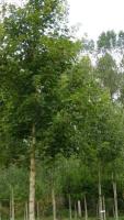 Клён остролистный Палматифидум (Acer platanoides Palmatifidum)