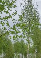 Берёза повислая Звитсерс Глори (Betula pendula Zwitsers Glorie)
