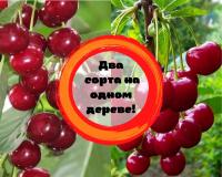 Вишня мультипрививка "Гриот Белорусский-Норд Стар"