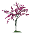 Церцис (багрянник)