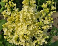 Сирень "Примроуз" (PRIMROSE)