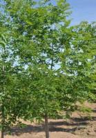 Ясень обыкновенный высокий (Fraxinus excelsior)