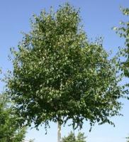 Береза полезная Дооренбос (Betuls utilis Doorenbos)