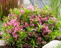 Вейгела "Picobella Rosa"