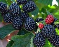 Ежевика "Тройная Корона"