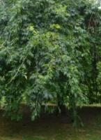 Дуб черешчатый Пендула (Quercus robur Pendula) 
