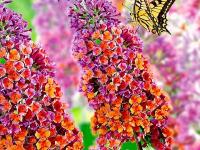 Буддлея Давида "Флауэр Пауэр" (Flowe Power)