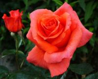 Роза Чайно-Гибридная "Rosa Anne Vanderlove" (Роза Энн Вандерлав)