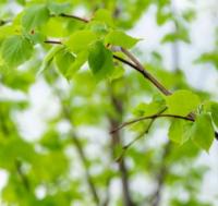 Липа мелколистная Гринспаер (Tilia cordata Greenspire)