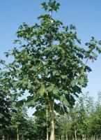 Конский каштан Меммингери (Aesculus hippocastanum Memmingeri)