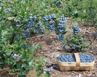 Голубика "Блюкроп (Bluecrop)"