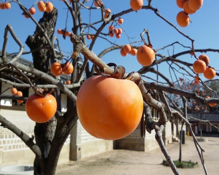 Как правильно обрезать хурму осенью и весной