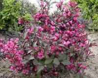 Вейгела "Nana Purpurea"