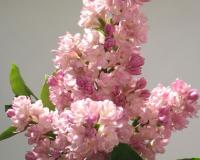 Сирень "Жемчужина" (Zhemchuzhina)