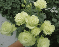 Спрей-роза "Green Glow" (Грин Глоу)
