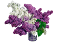 Сирень