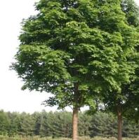 Клен  Явор (Acer Pseudoplatanus 'Atropurpureum')