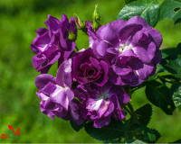 Роза шраб "Rhapsody in Blue" (Рапсоди ин Блю)
