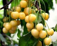 Черешня "Дрогана желтая"