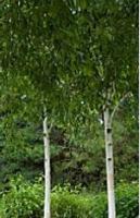 Береза бумажная (Betula papyrifera)