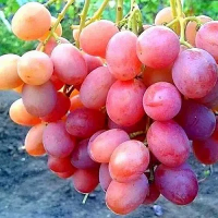 Виноград "Розовый Ранний" (Коллекционный)