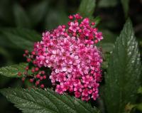Спирея японская "Фробели" (Froebelii)