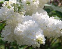 Сирень "Флора" (Flora)