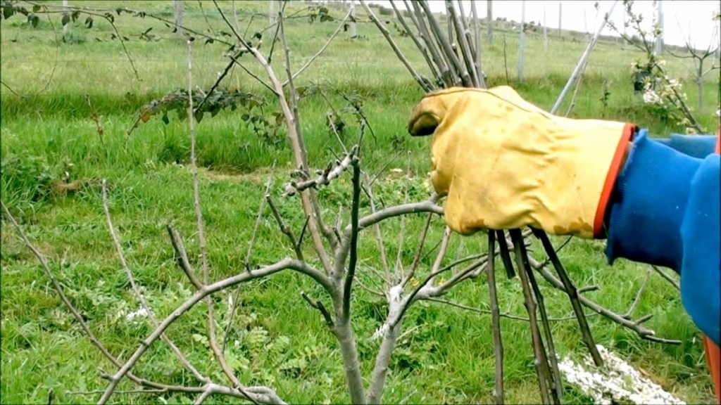 Обрезка яблони