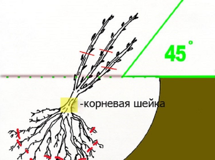 посадка крыжовника