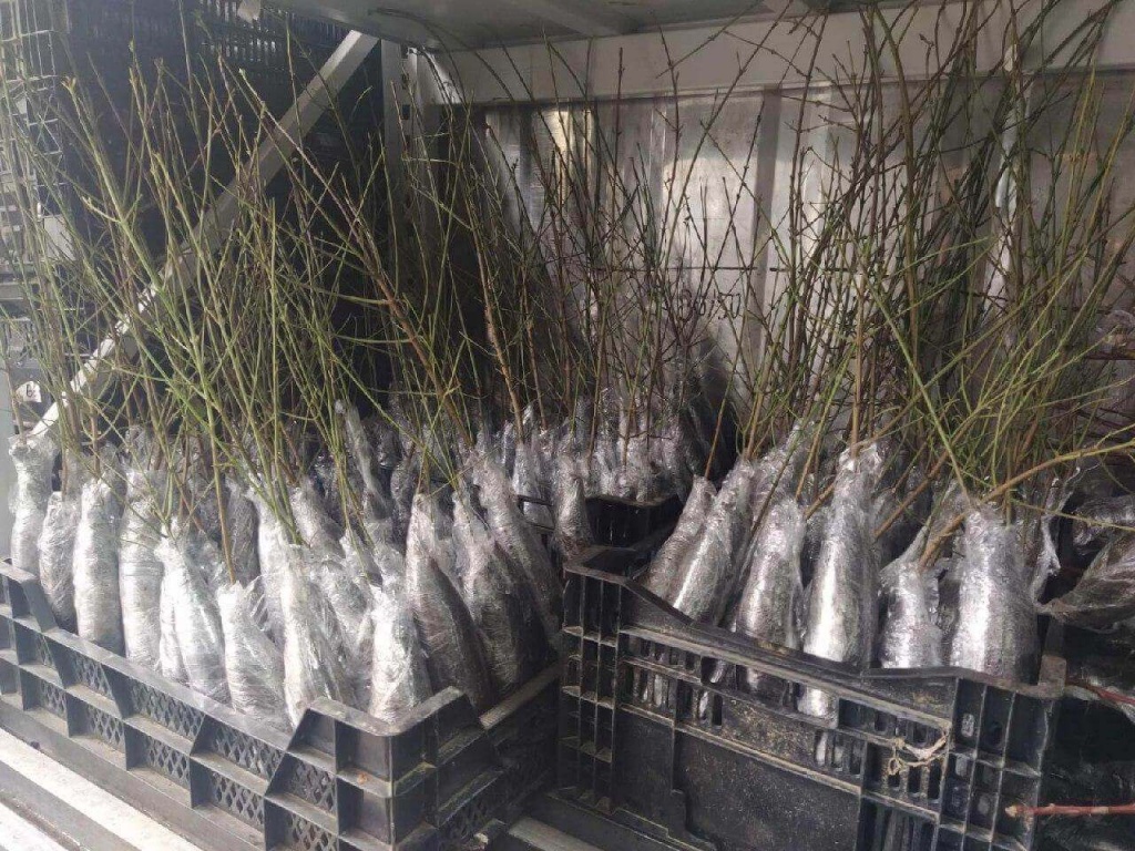 Упакованные саженцы кизила