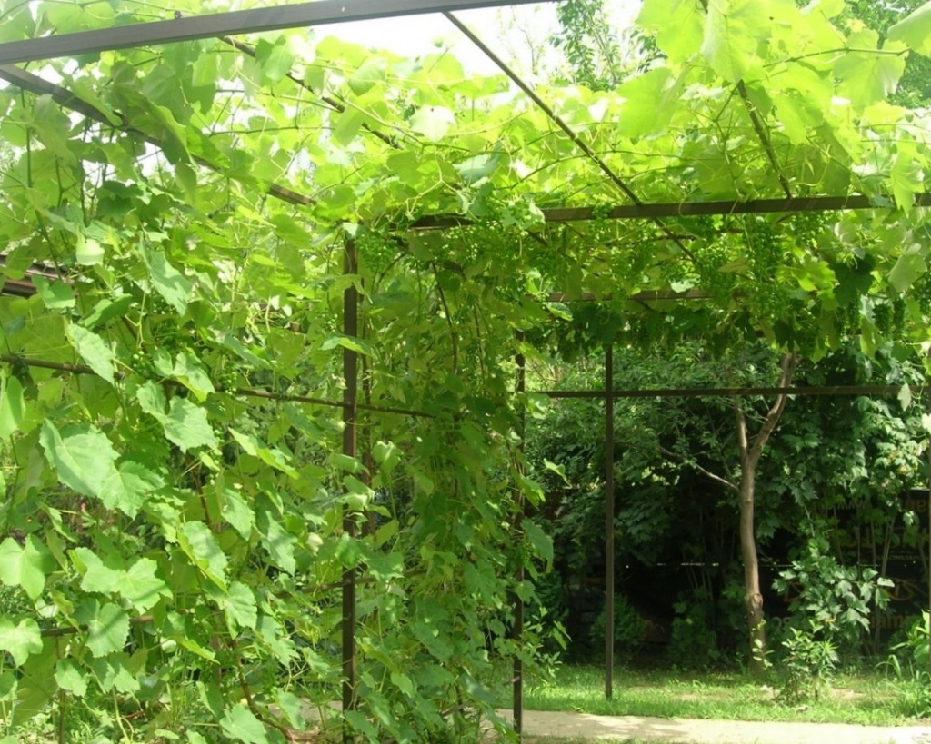 vyrawivanie_vinograda_v_centralnoj_rossii_vybor_sorta_pravila_posadki_i_uhoda_2.jpg