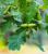 Дуб черешчатый (Quercus robur)