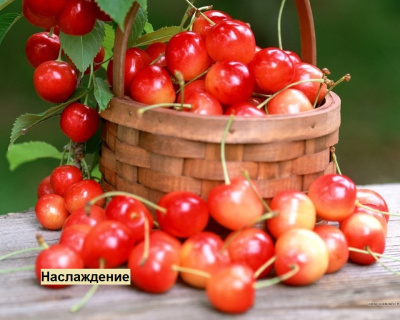 Черешня мультипрививка "Дрогана-Наслаждение"