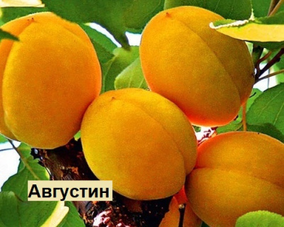Абрикос мультипрививка "Шалах-Августин"