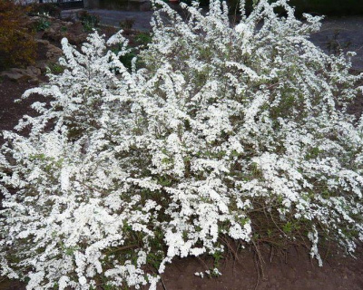 Спирея серая "Аргута" (Аrguta)