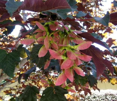 Клен  Явор (Acer Pseudoplatanus 'Atropurpureum')