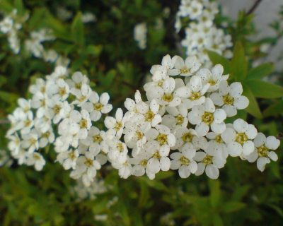 Спирея серая "Аргута" (Аrguta)