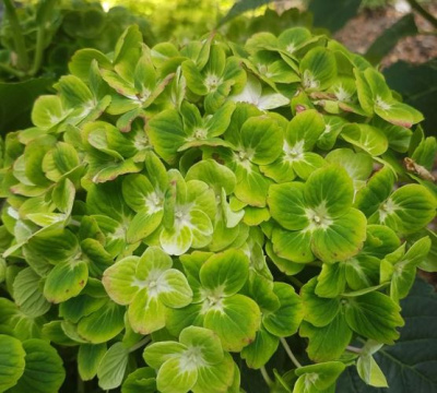 Гортензия крупнолистная Эвер Беллс Грин (Ever Belles Green)