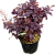 Скумпия