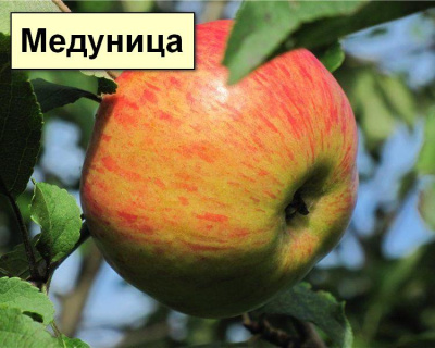 Яблоня мультипрививка "Апорт-Медуница"