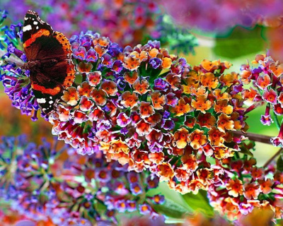Буддлея Давида "Флауэр Пауэр" (Flowe Power)