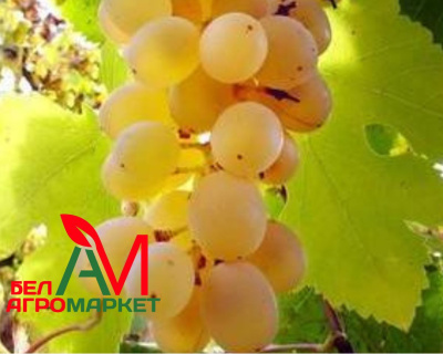 Виноград "Янтарь"