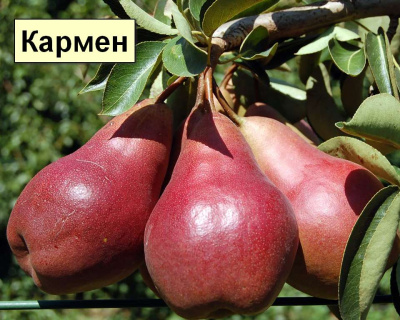 Груша мультипрививка "Просто Мария - Кармен"