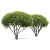 Ива кустовая