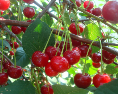 Вишня "Норд Стар ("Северная Звезда")"