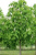 Конский каштан обыкновенный (Aesculus hippocastanum)