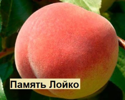 Абрикос мультипрививка "Память Лойко-Память Шевчука"