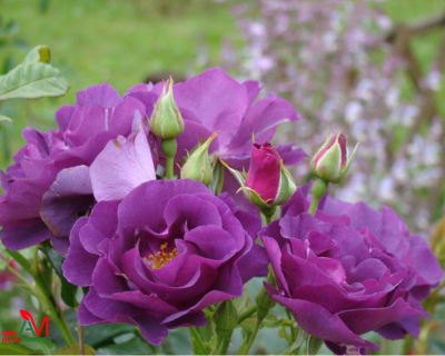 Роза шраб "Rhapsody in Blue" (Рапсоди ин Блю)