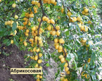 Слива мультипрививка "Абрикосовая-Оцарк Премьер"